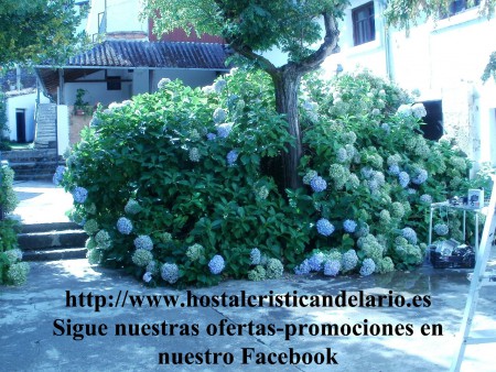 nuestras hermosas Hortensias, en nuestras terrazas-jardines